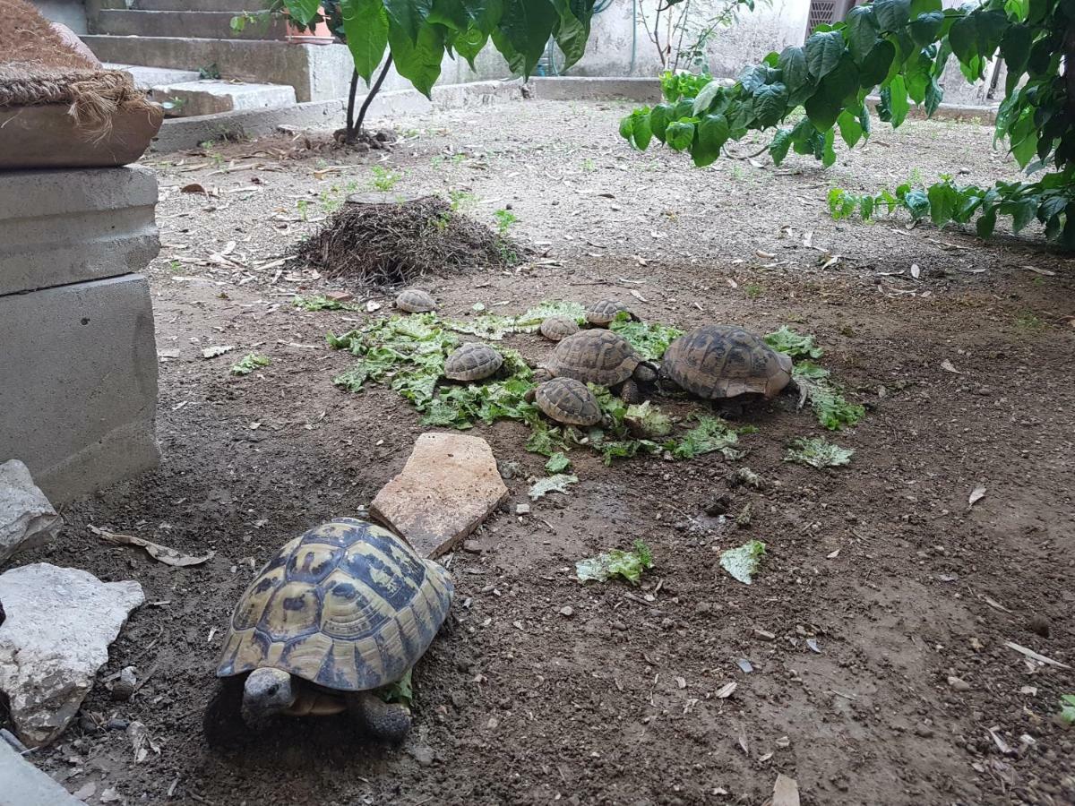 Villa Spanjol Rab Town Zewnętrze zdjęcie